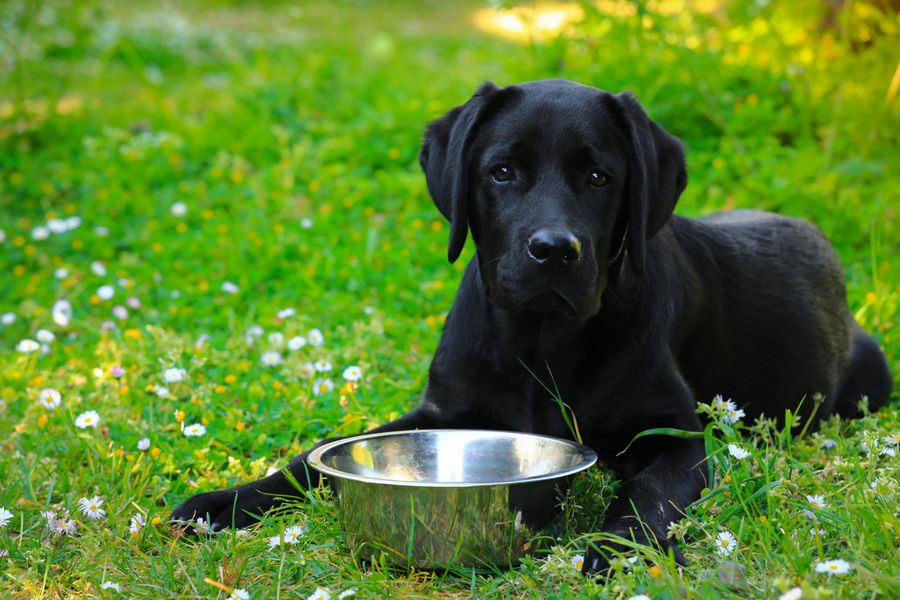 Protégez la santé de vos animaux avec de l'eau filtrée