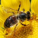 Semaine sans pesticides et qualité de l'eau !