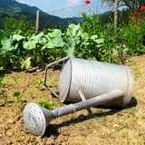 Canicule, sécheresse et restrictions d'eau : comment économiser l'eau au jardin ?