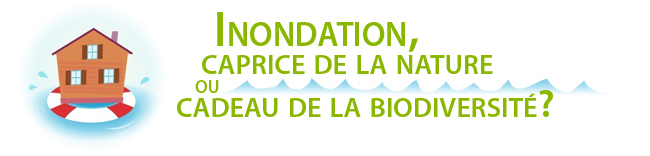 Inondation, caprice de la nature ou cadeau de la biodiversité