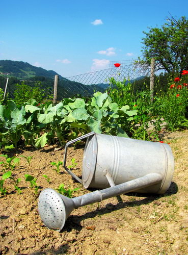 Canicule, sécheresse et restrictions d’eau : comment économiser l’eau au jardin ?